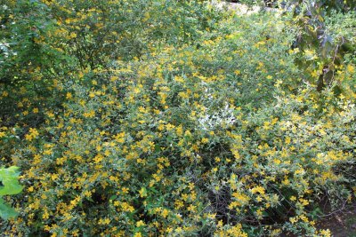 Kerria japonica 'Variegata' - zákula japonská - kvetoucí habitus